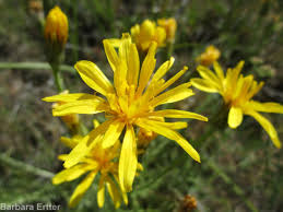 Image result for Crepis