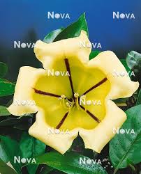 Image result for Solandra maxima