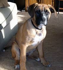 Maybe you would like to learn more about one of these? Boxer Shepherd Dog Breed Information And Pictures