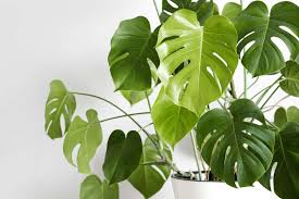 Image result for Monstera
