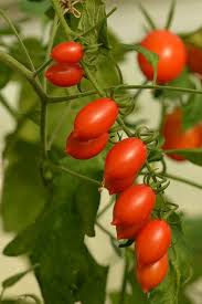 We did not find results for: Tomat Tomat Anggur Tomat Merah Sayuran Menghasilkan Panen Organik Daun Daun Pertanian Perkebunan Alam Pikist