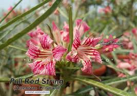 Image result for Ctenium somalense