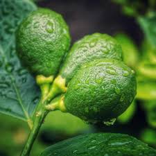 Limes need warmer, more tropical temperatures but it's still possible to grow them in our cooler climate. Lemon Tree Pruning Caring For And Harvesting Lemons