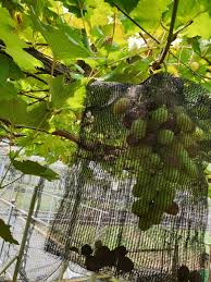 Permohonan lawatan sambil belajar ke ladang anggur perlis, ladang 4.1 salinan permohonan rombongan ke ladang anggur perlis, ladang mempelam harum manis. Taman Anggur Perlis Atau Perlis Vineyard