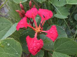 Image result for Bauhinia galpinii