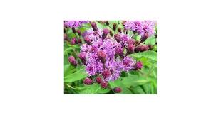 Image result for Vernonia anthelmintica