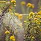 Ancestral Twine ~ unbinding the past, healing event image
