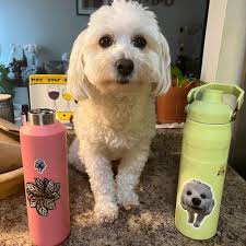 Clear Ctenanthe Setosa, Plant Lover, Plant Mom, Plant Dad, Plant Sticker,  Laptop Sticker, Weatherproof Sticker, Die Cut Sticker