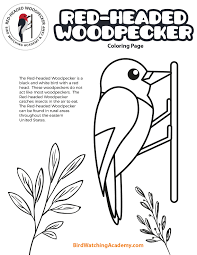 Push pack to pdf button and download pdf coloring book for free. Red Headed Woodpecker Coloring Page Bird Watching Academy