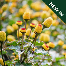 Image result for Acmella