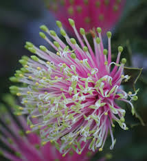 Check spelling or type a new query. Banksia Cuneata Wikipedia