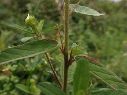 Image result for Sida serratifolia