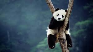 Panda wallpapers, backgrounds, images 1920x1080— best panda desktop wallpaper sort wallpapers by: Hd Panda Wallpapers Wallpaper Cave