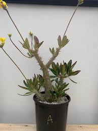 Image result for Pachypodium