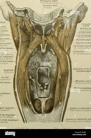 Image result for tonsilla palatina