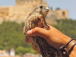 Es una especie amenazada debido a los cambios en los hábitats en los últimos años y la. Aves En La Ciudad Con El Cernicalo Primilla Como Protagonista Avuelapluma