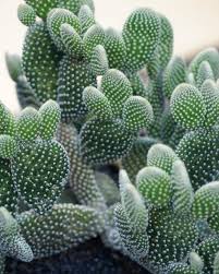 Looks like it's not missing me. Bunny Ears Cactus Angel Wing Cactus Repost Carolyns Succulents Succulents Cactus Cacti Bunnyearscactus Angelwing Opuntia Microdasys Plants Cactus Care