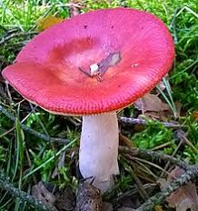 Once you enter the geographical boundaries of this hill town, you will realise the place has done true justice to its nickname. Russula Emetica Wikipedia