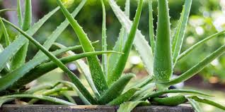 Aloe vera bakımı ve çoğaltılması. Aloe Vera Bakimi Nasil Yapilir Aloe Vera Bitkisi Nasil Yetistirilir