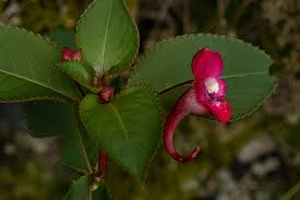 Image result for Impatiens keilii