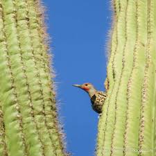 They may begin flowering at around 35 years of age. Saguaro National Park Arizona Usa Near Tucson Travel1000places Travel Destinations