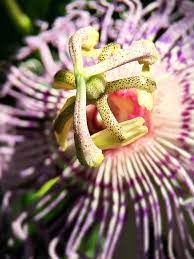 7 Things You May Not Know About Passionflower Herbal Academy Do You Know Passionflower Has A Calming And Soothi Herbalism Passion Flower Botanics Skin Care