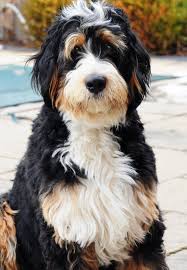A bernedoodle puppy will always be found. Mini Bernedoodles Bermese Mountain Dogs Hidden Pines Doodles