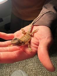 Bearded Dragon Care 101: A Beginner'S Guide - Pethelpful