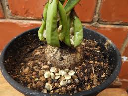 Image result for Adenia goetzei