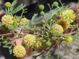Image result for Acacia quiterajoensis