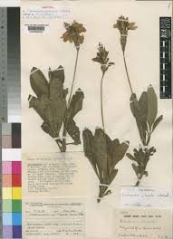 Image result for Crossandra puberula