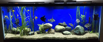 How do you stop fish tank water from evaporating? How To Help Keep Your Pet Fish Alive