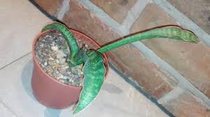 Image result for Sansevieria dawei