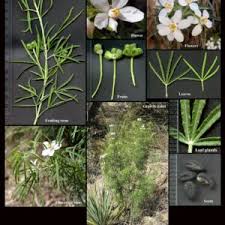 Image result for Rutaceae