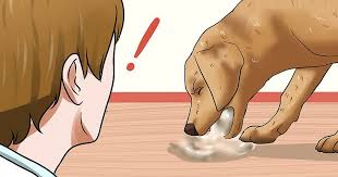 Quand consulter un médecin ? 10 Signes Qui Montrent Que Votre Chien Est Atteint D Un Cancer