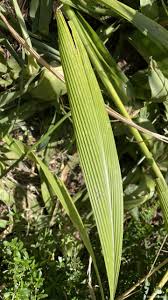 Image result for Setaria petiolata