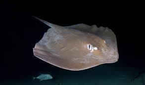 Zoon Steve Irwin Herstelt Van Spoedoperatie Entertainment Telegraaf Nl