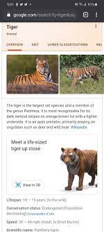 3d Tiger Google Peepsburgh
