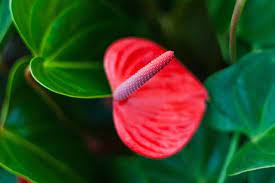How To Care For An Anthurium Hunker Potted Plants Outdoor Red Plants Anthurium Plant