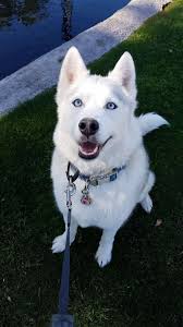 Cute Animals To Draw Step By Step Pretty Dogs Cute Dogs Breeds Cute Husky Puppies
