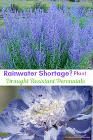 Maybe you would like to learn more about one of these? 25 Drought Resistant Perennials