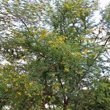 Image result for Acacia karroo
