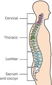 Image result for Spinal Shock