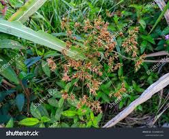 Image result for Rhynchospora corymbosa