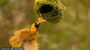 17 bizarre and beautiful bird nests. Love Nest Weaver Birds Create Elaborate Nests To Attract The Opposite Sex