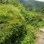 Image result for Tripogon