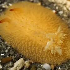 Image result for Kotschya ochreata