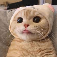 1440x2960 qhd 1440x2560 qhd 1080x1920 full hd 720x1280 hd. 162 Images About Animal Pfp On We Heart It See More About Animal Cat And Cute