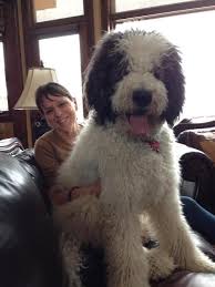 Pin By Jennifer Adu On Someday Poodle Cross Breeds St Berdoodle Poodle Mix