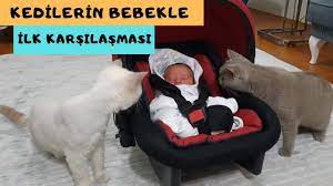 kedilerin bebekle ilk karsilasmasi yenidogan bebek kedi bebek kedi evi